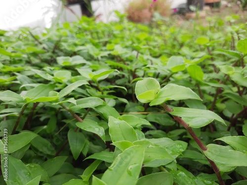 Wallpaper Mural tapizante Torontodigital.ca