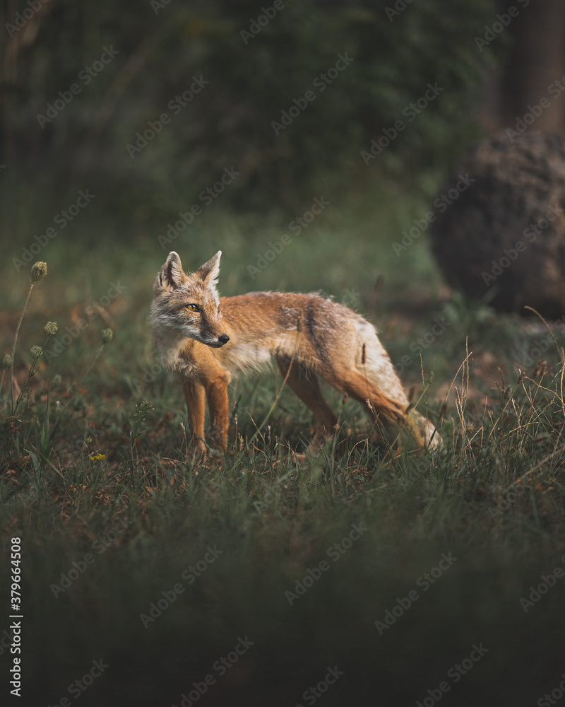 Fuchs Fuchs