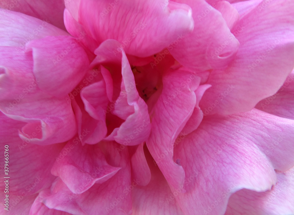 full frame close up of a bright pink rose in bloom full frame close up of a bright pink rose in bloom