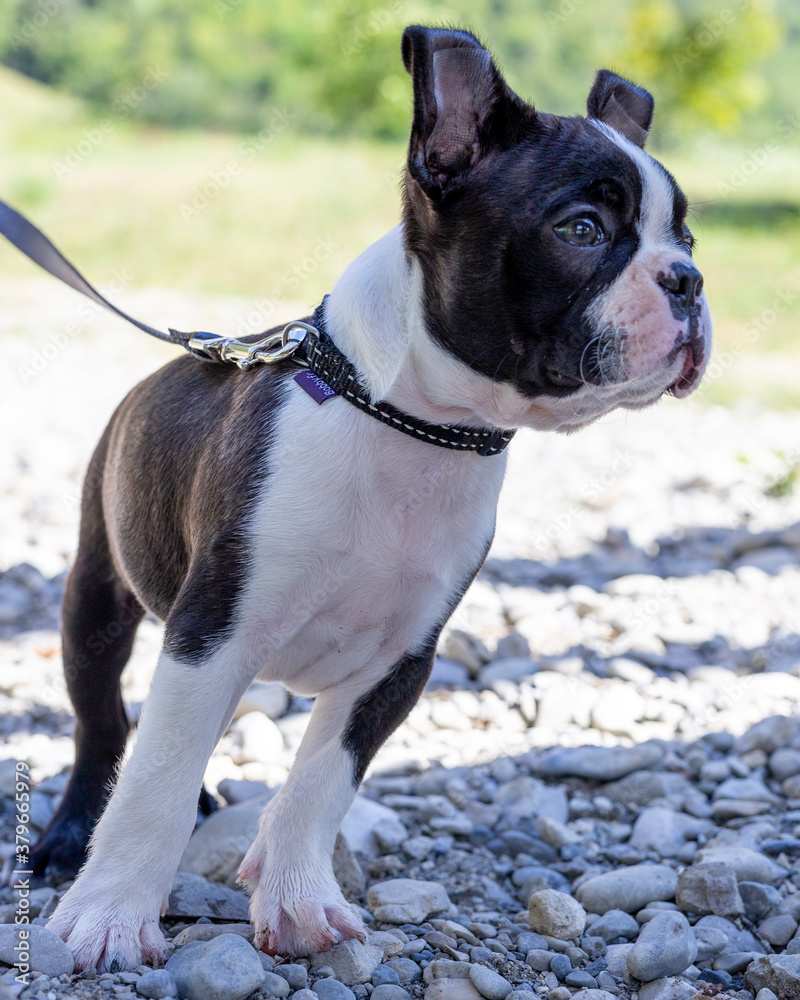 Boston Terrier puppy