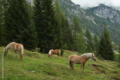 Haflinger horses on a pasture near Bachlalm,Salzburg Province,Austria,Europe 