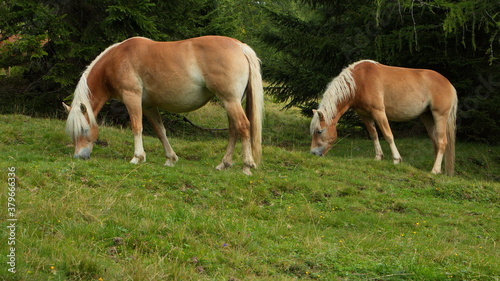 Haflinger horses on a pasture near Bachlalm,Salzburg Province,Austria,Europe 