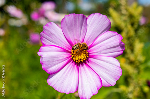Bee sucking nectar inside beautiful flower  photo