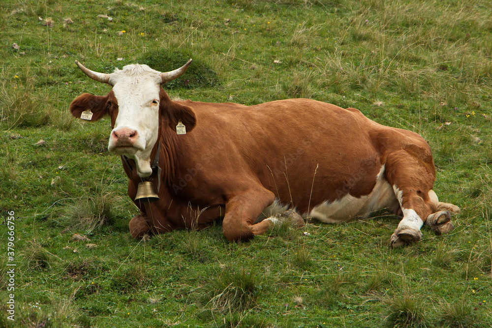 Cows on a pasture near Bachlalm,Salzburg Province,Austria,Europe 
