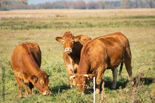 Brown limousine cows on pasture, sunny day view