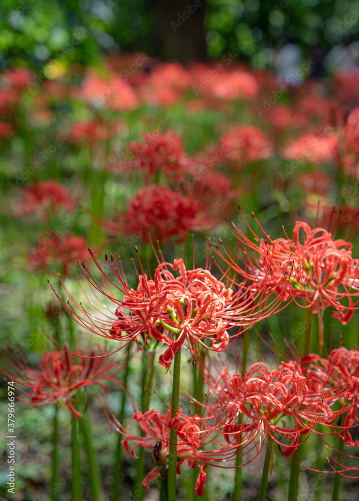 曼珠沙華　彼岸花　満開　小石川植物園