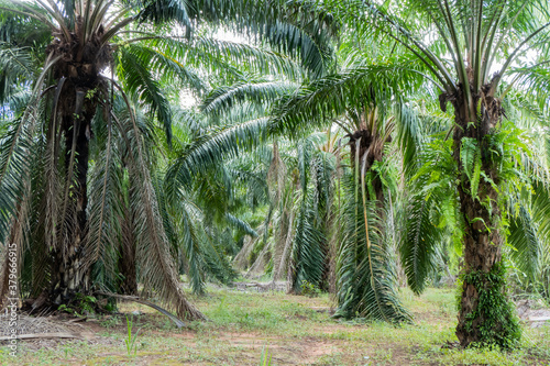 Palm trees in the palm plantation
