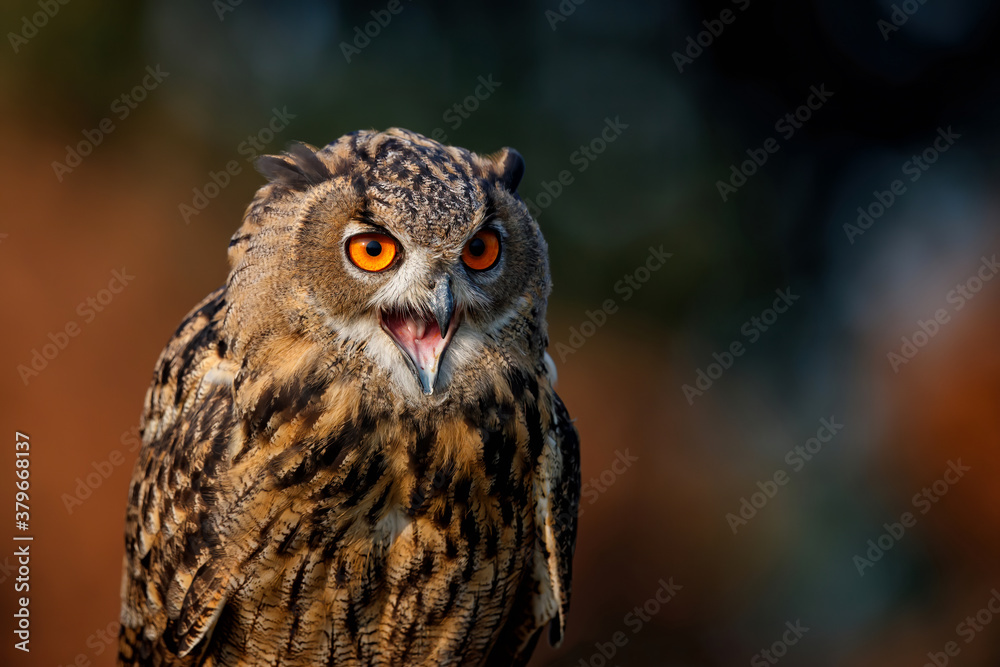 Portrait of a European Eagle Owl (Bubo bubo) with a dark forest in the background in Gelderland in the Netherlands. Portrait of a European Eagle Owl (Bubo bubo) with a dark forest in the background in Gelderland in the Netherlands.