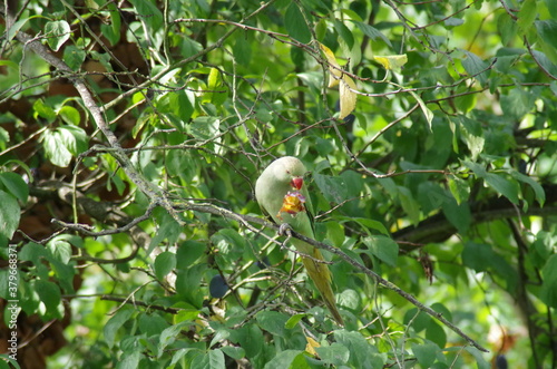 Bird eating a plum