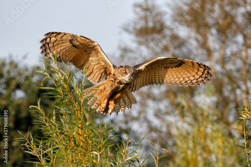 An European Eagle Owl (Bubo bubo) flying in the forest in Gelderland in the Netherlands. 