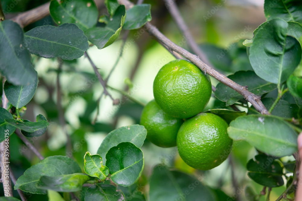 Thai green lemon tree in home garden Thai green lemon tree in home garden