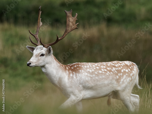 A Fallow Deer buck in the woodlands at Wentworth Castle and Gardens in Barnsley  South Yorkshire