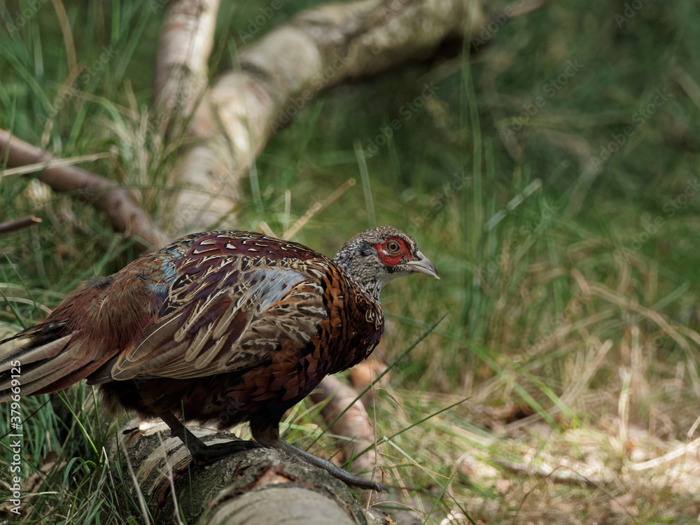 A male pheasant in the woods at Wentworth Castle and Gardens in Barnsley, South Yorkshire,