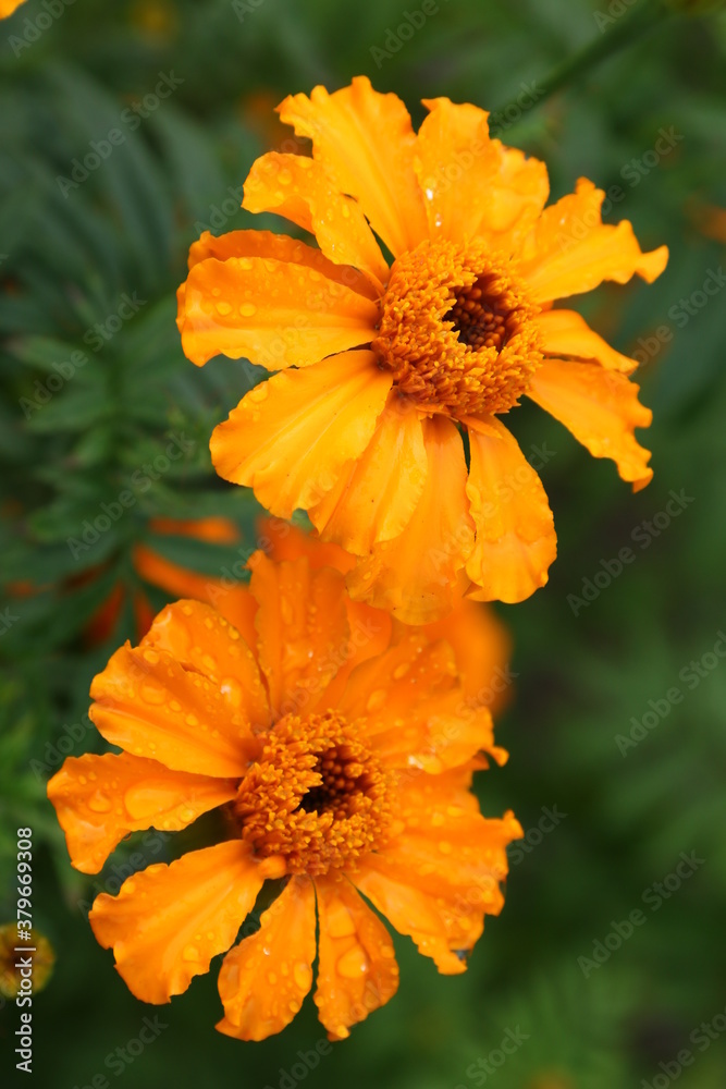 Close up view of orange Calendula officinalis or pot marigold
