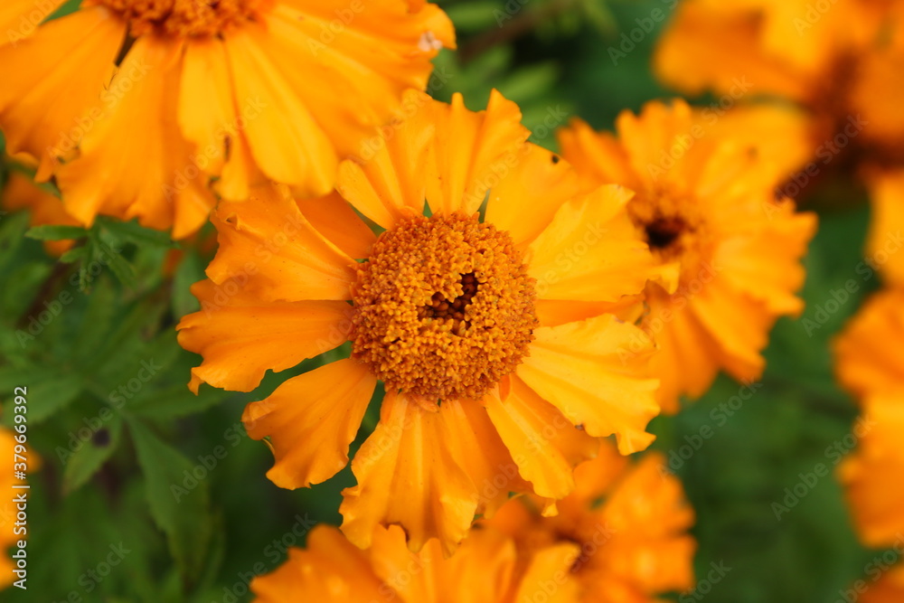Close up view of orange Calendula officinalis or pot marigold Close up view of orange Calendula officinalis or pot marigold