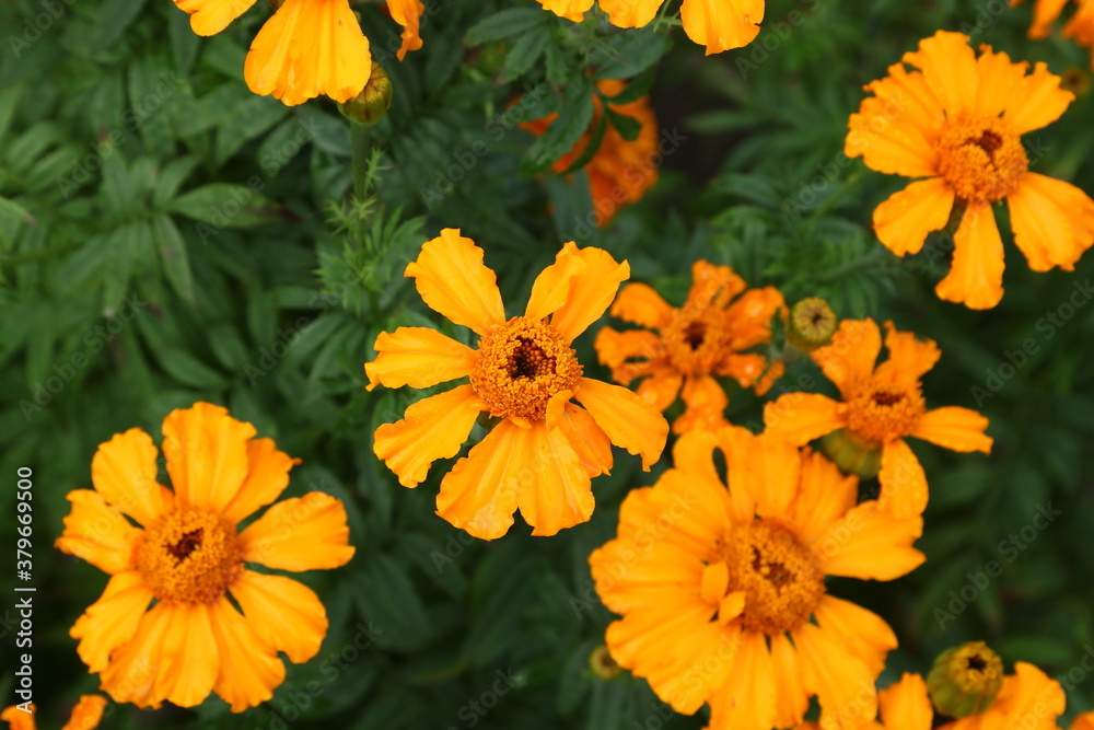 Close up view of orange Calendula officinalis or pot marigold Close up view of orange Calendula officinalis or pot marigold
