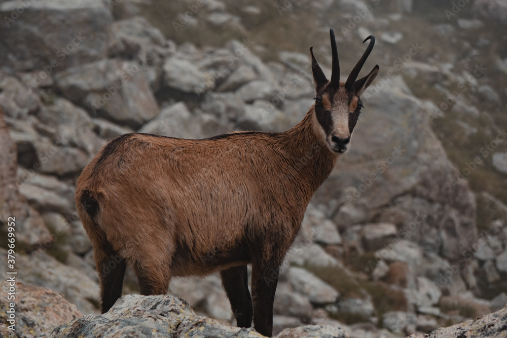 Chamois Chamois
