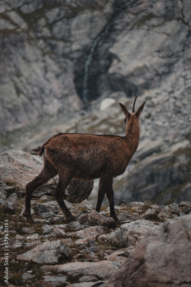 Chamois