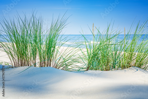 Dune with beach grass close-up.