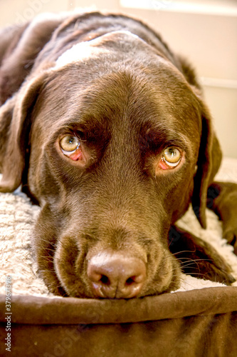 Close up of older chocolate labrador retriever looking forlorn in dog bed