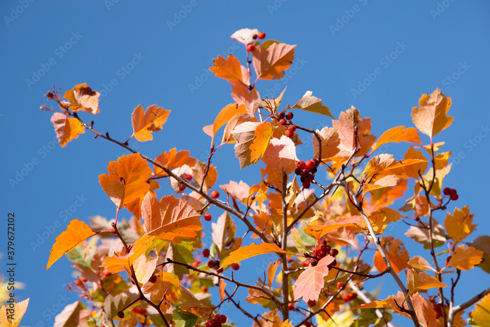 Hawthorn branches with yellow-red leaves and red berries on a blue sky background Hawthorn branches with yellow-red leaves and red berries on a blue sky background
