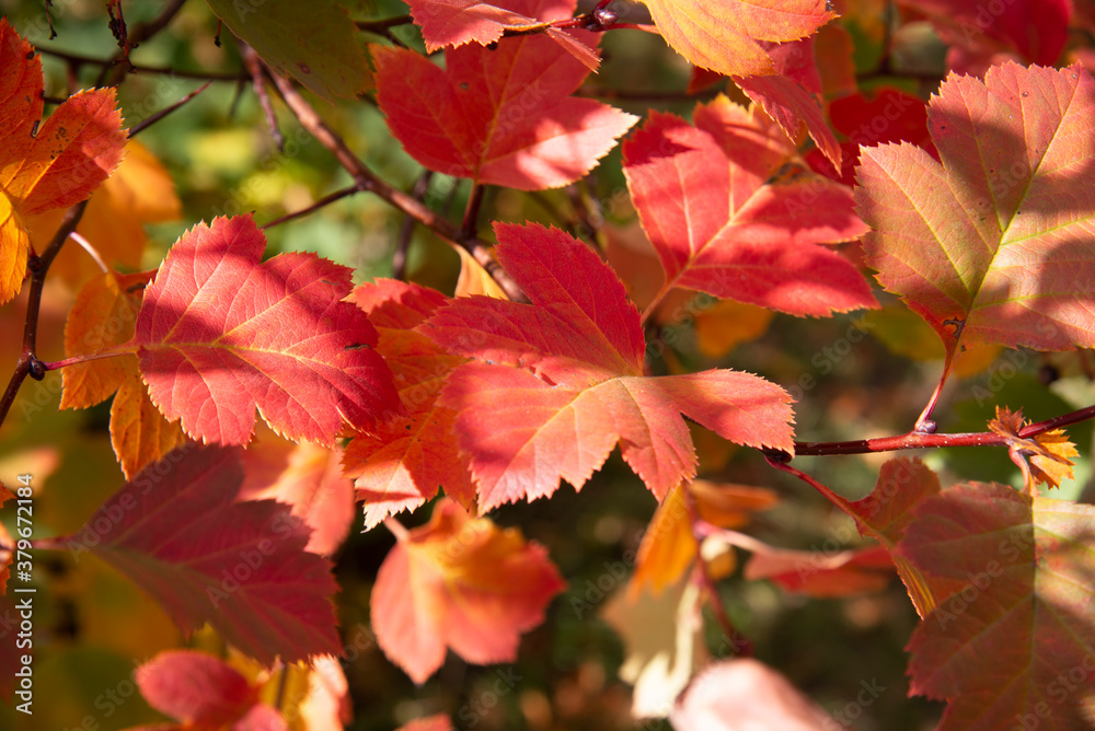 Close-up of bright red leaves on an autumn tree
