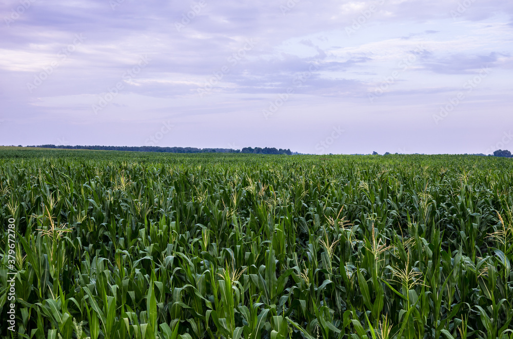 View of natural green cornfield with sky and clouds View of natural green cornfield with sky and clouds