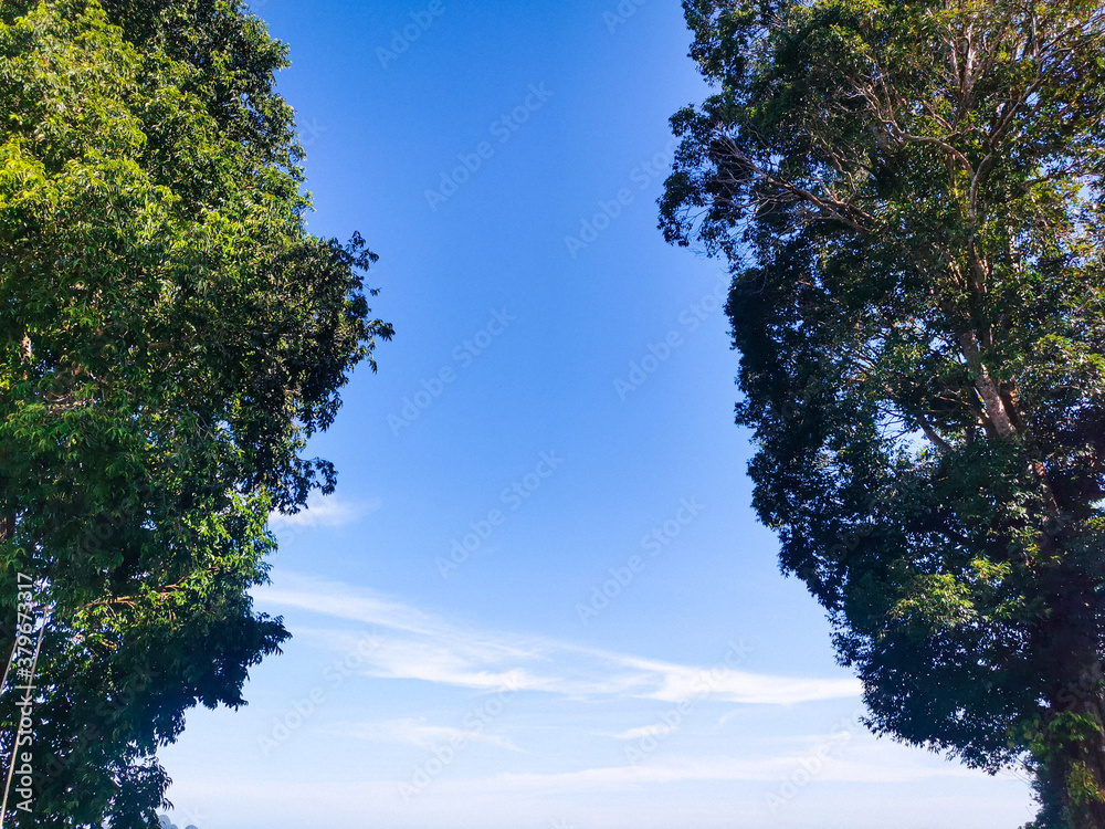 Obraz premium trees and sky