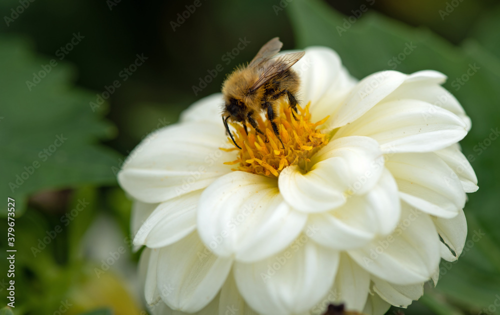 A honey bee collecting nectar A honey bee collecting nectar