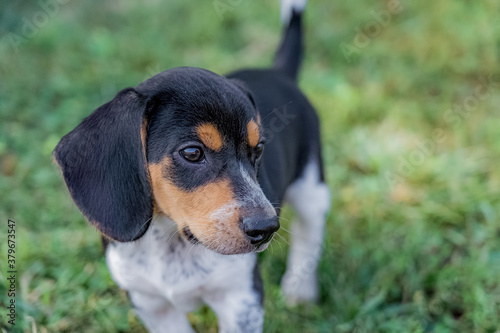 portrait of a beagle