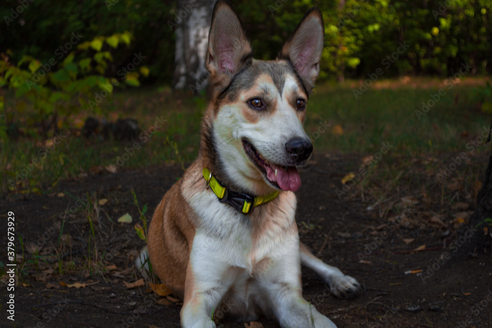 East Siberian Laika dog in the park