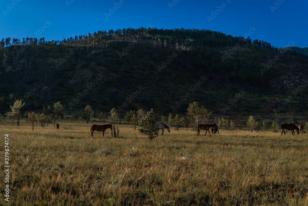 red brown horses run graze on the grass in the green Baikal mountains, in the light of sunset red brown horses run graze on the grass in the green Baikal mountains, in the light of sunset