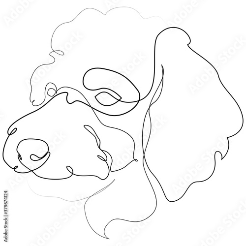 Poodle vector Dog portrait. Continuous line. Dog line drawing