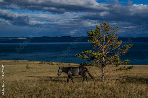 gray brown horse goes on the grass near tree, blue lake baikal, in the light of sunset, against the background of mountains and clouds