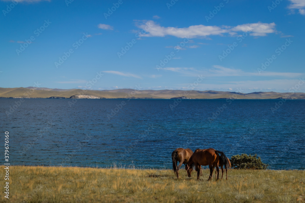 Obraz premium herd bay brown horses and red foal graze on grass coast, against the background of blue lake baikal, mountains on horizon