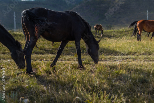 brown red horse in herd graze on grass in the light of sun  against the background of baikal mountains