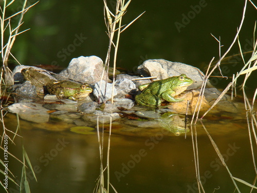 Photo frogs sitting in the pond
