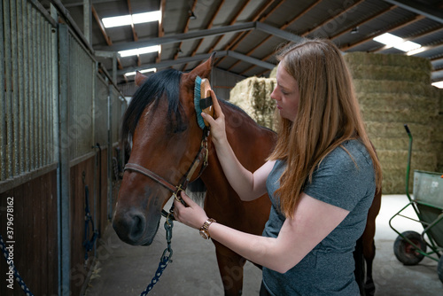Pferdezucht und Pferdehaltung, junge Frau striegelt ihr Pferd in einem Pferdestall.