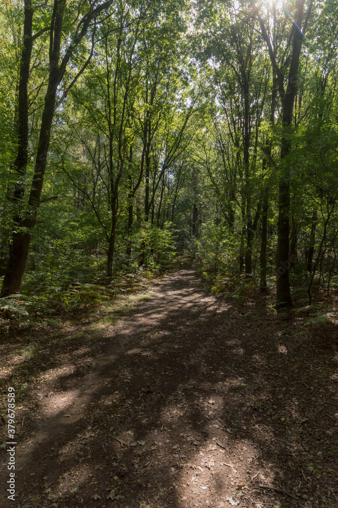 The forrest at Berg en Dal, The Netherlands