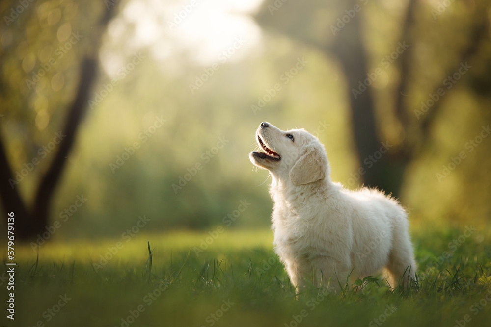 golden retriever puppy on the grass. dog walking in the park golden retriever puppy on the grass. dog walking in the park