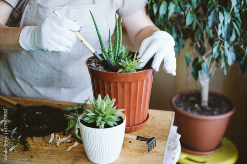 Home garden. Houseplant symbiosis. How to Transplant Repot a Succulent, propagating succulents. Woman gardeners hand transplanting cacti and succulents in pots with aloe.
