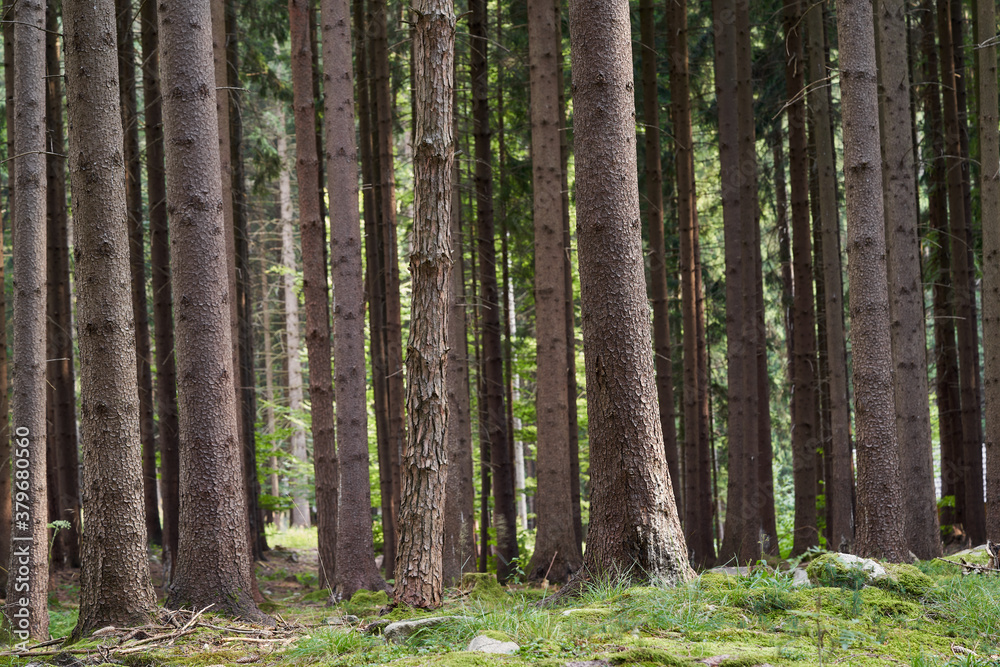 View on summer spruce forest. Spruce trees in the moss and grass, one pine tree in the middle.