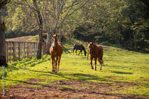 Horses eating, playing and running in a pasture.