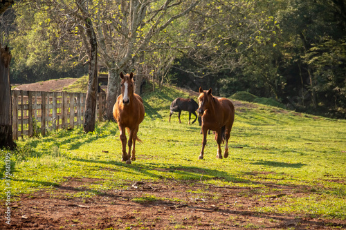 Horses eating, playing and running in a pasture. © Nadiadspringer