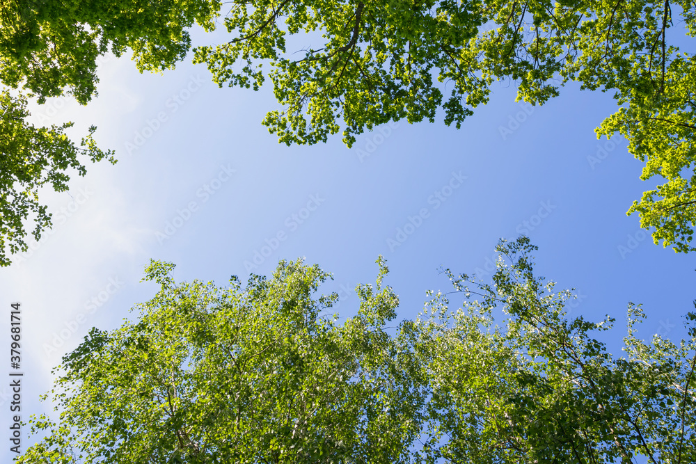 Fototapeta premium Blue sky between foliage with a copy of space
