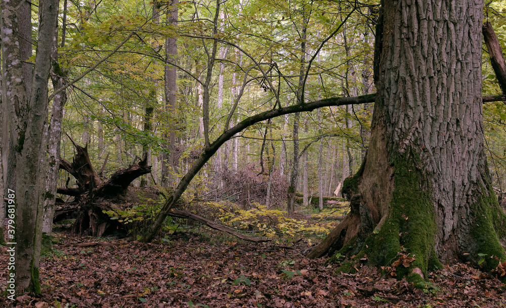 Deciduous stand with hornbeams and oaks Deciduous stand with hornbeams and oaks