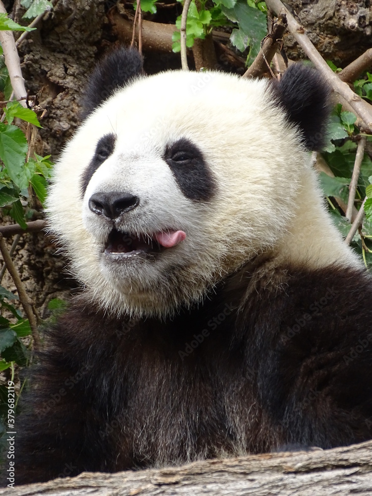 Fototapeta premium panda, ours, animal, chine, bambou, geantes, jardin zoologique, mammifère, compromettre, nature, faune, mangeant, joli, blanc, noir, asie, sauvage, panda géant, rare, arbre, fourrure, gras, espèce