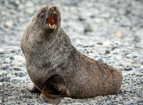 Antarctic Fur Seal (Arctocephalus gazella)	 photo