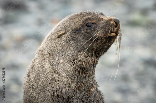 Antarctic Fur Seal (Arctocephalus gazella)  © Kathy Huddle 