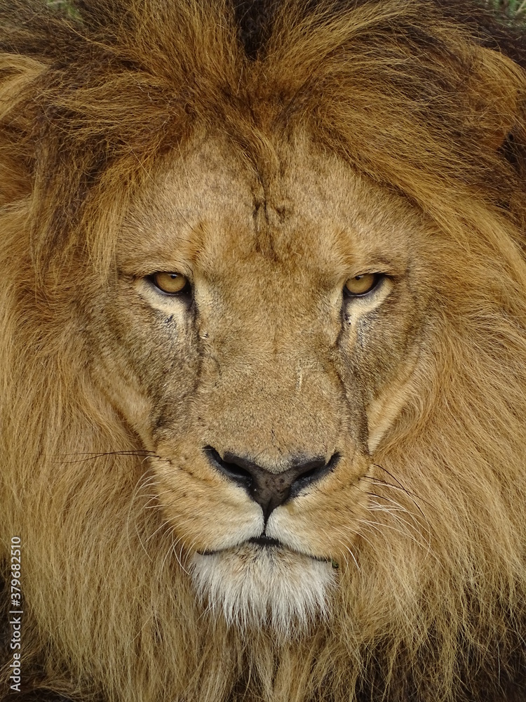 lion, animal, chat, faune, sauvage, roi, crin, prédateur, nature, portrait, felidae, safari, visage, grand, mammifère, carnassiers, tête, jungle, lion, jardin zoologique, fourrure, dangereux, chasse lion, animal, chat, faune, sauvage, roi, crin, prédateur, nature, portrait, felidae, safari, visage, grand, mammifère, carnassiers, tête, jungle, lion, jardin zoologique, fourrure, dangereux, chasse